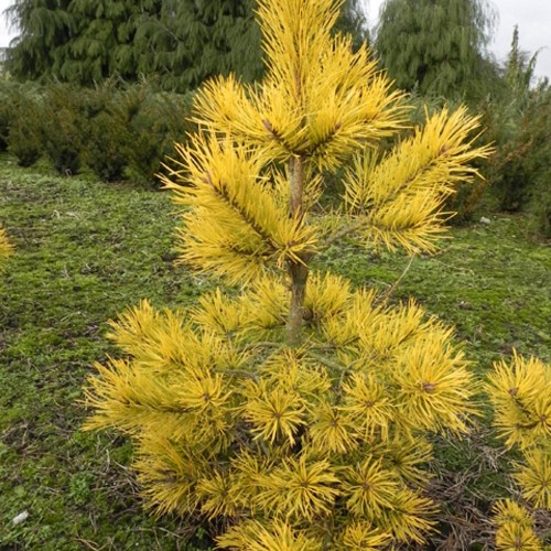 Pinus sylvestris 'Mosaic' - Harilik mänd 'Mosaic' C5/5L